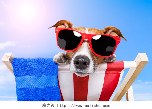 在躺椅上晒日光浴的狗晒日光浴的狗